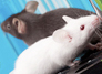 Of Mice and Memory